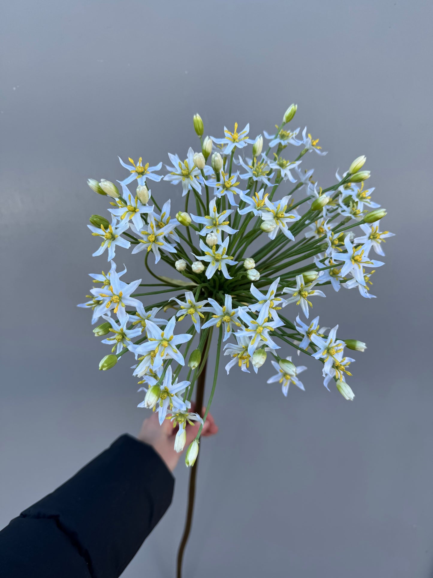 Grote allium wit