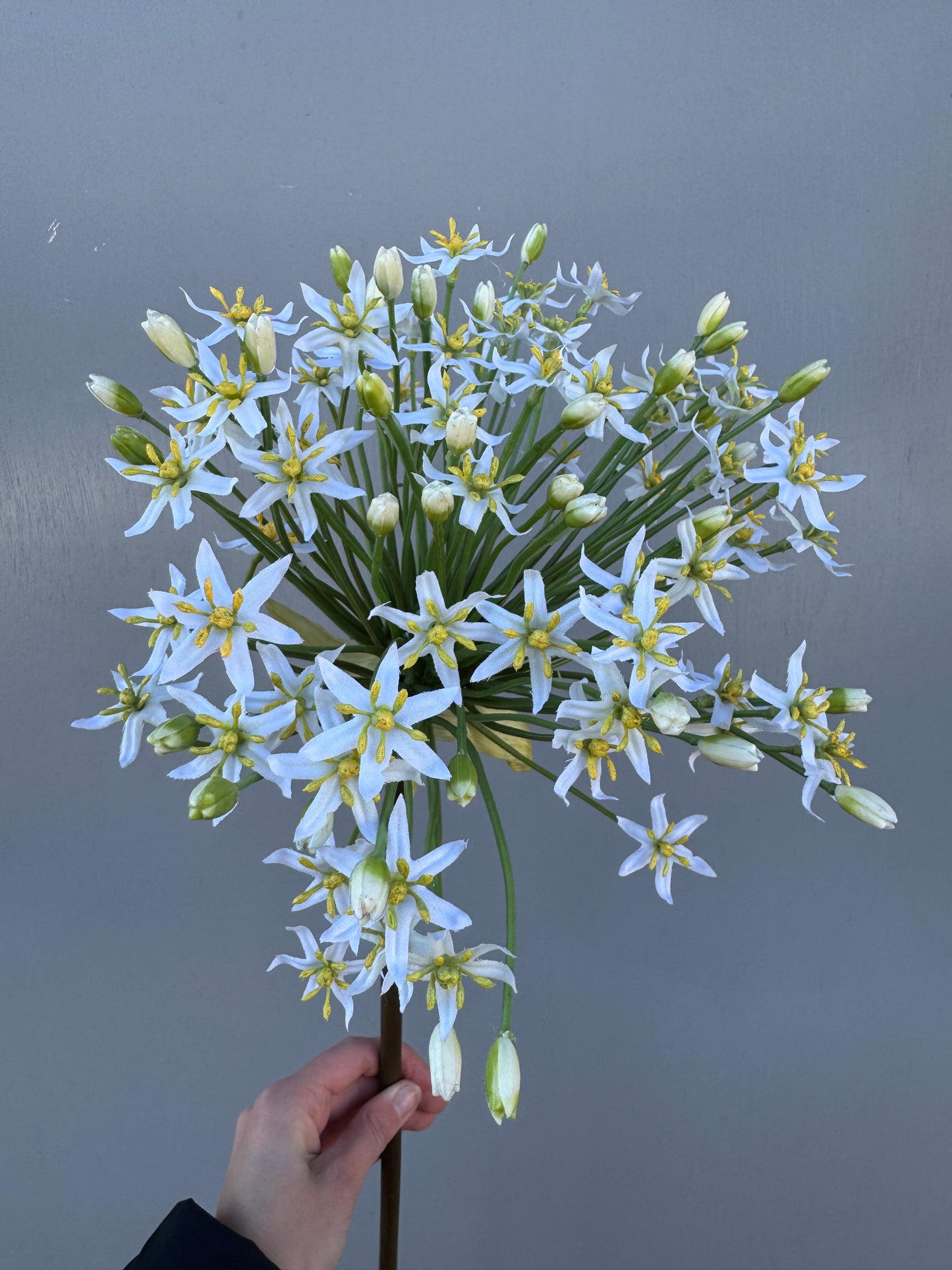 Grote allium wit