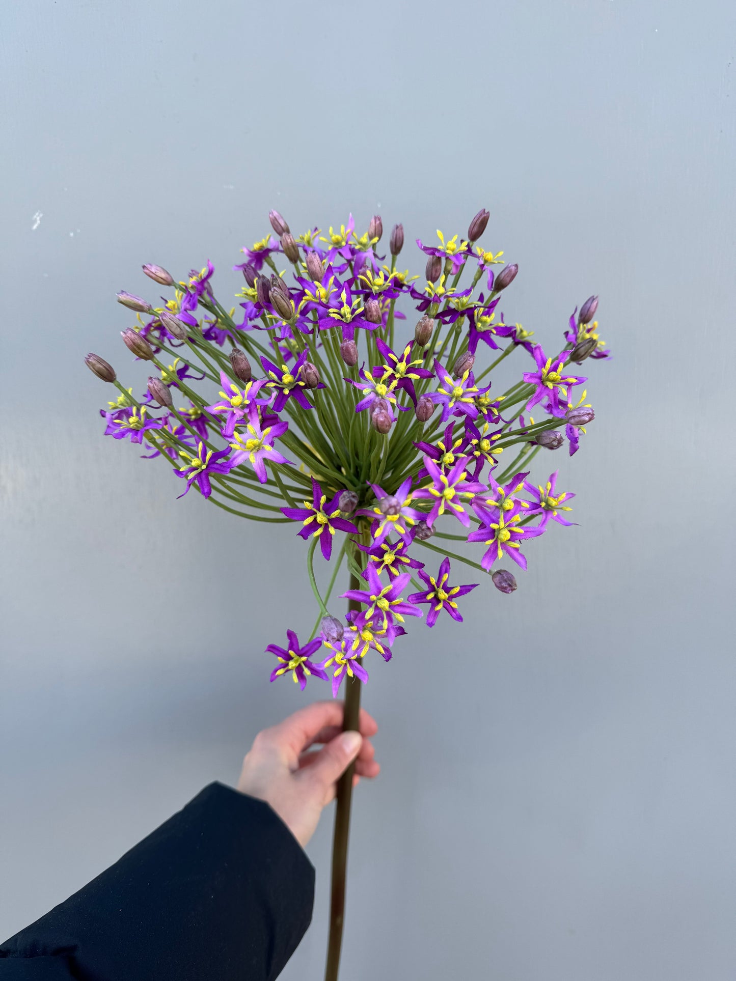 Grote allium paars