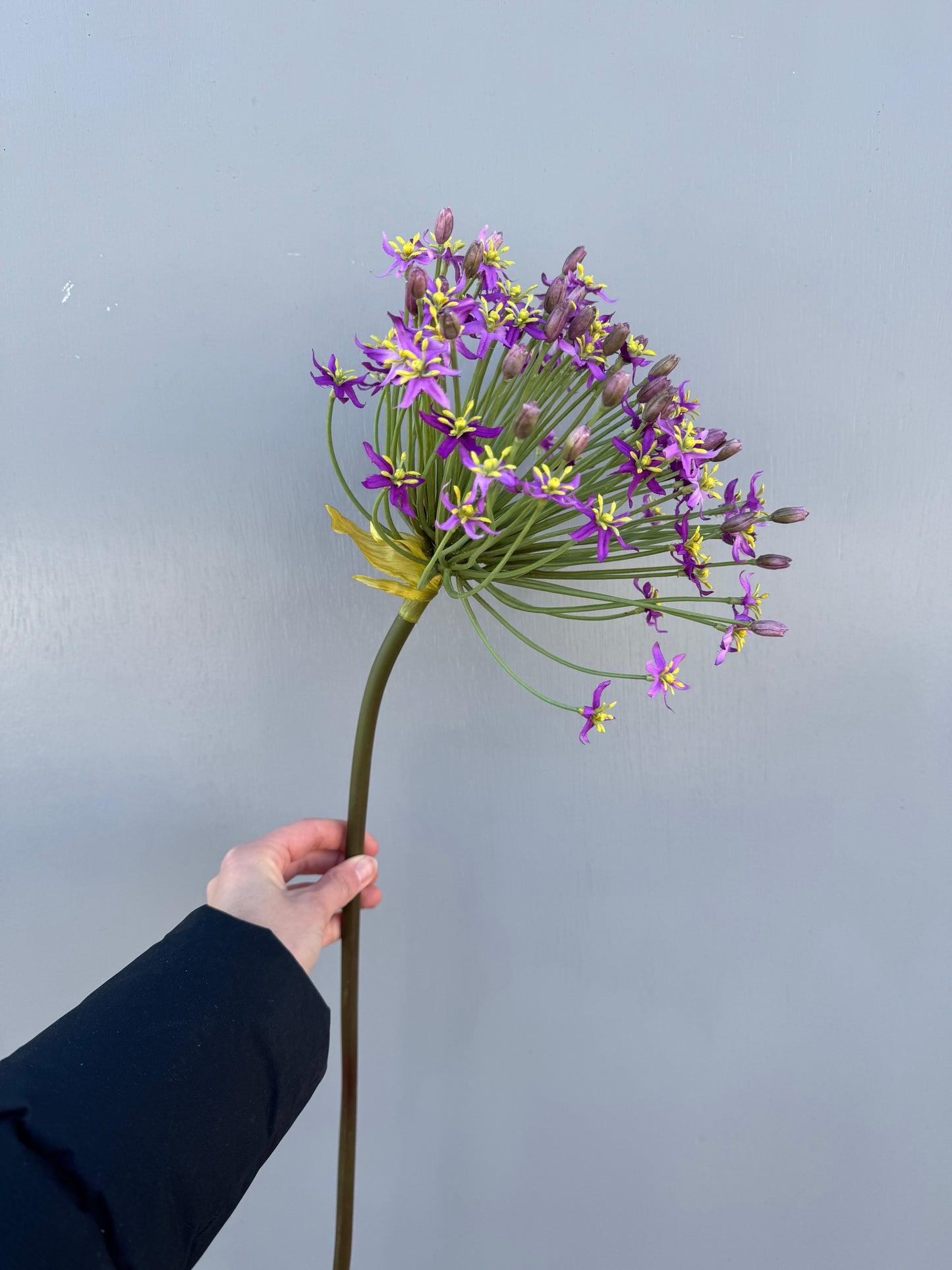 Grote allium paars