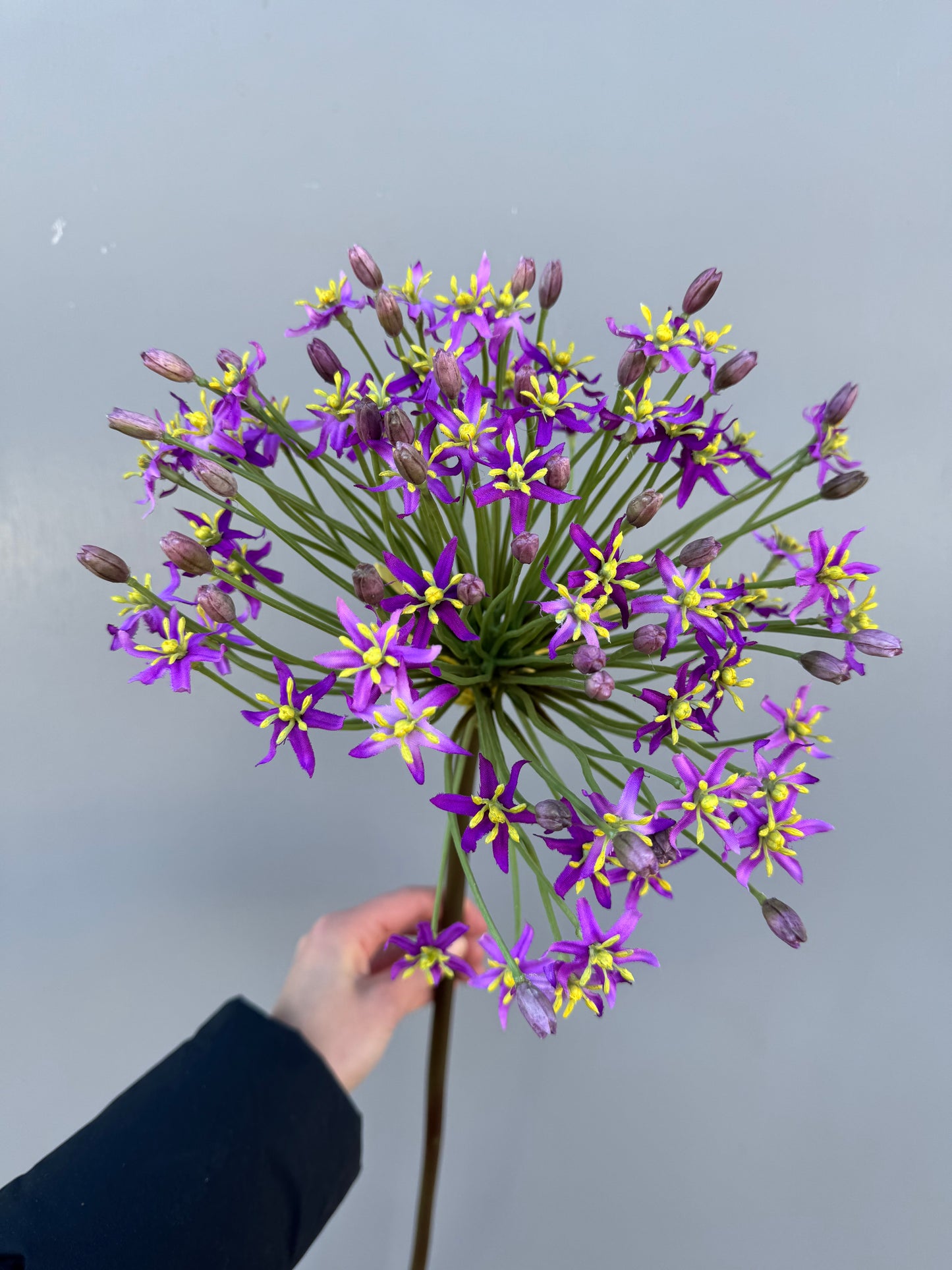 Grote allium paars