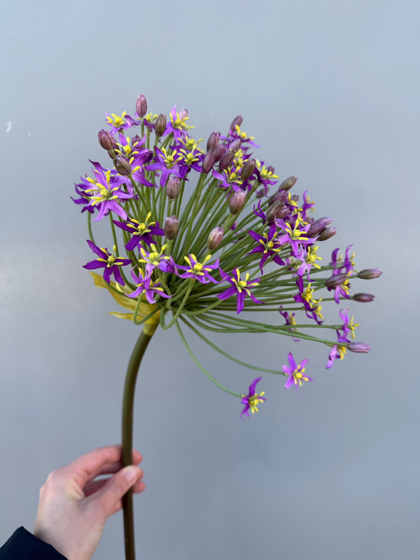 Grote allium paars