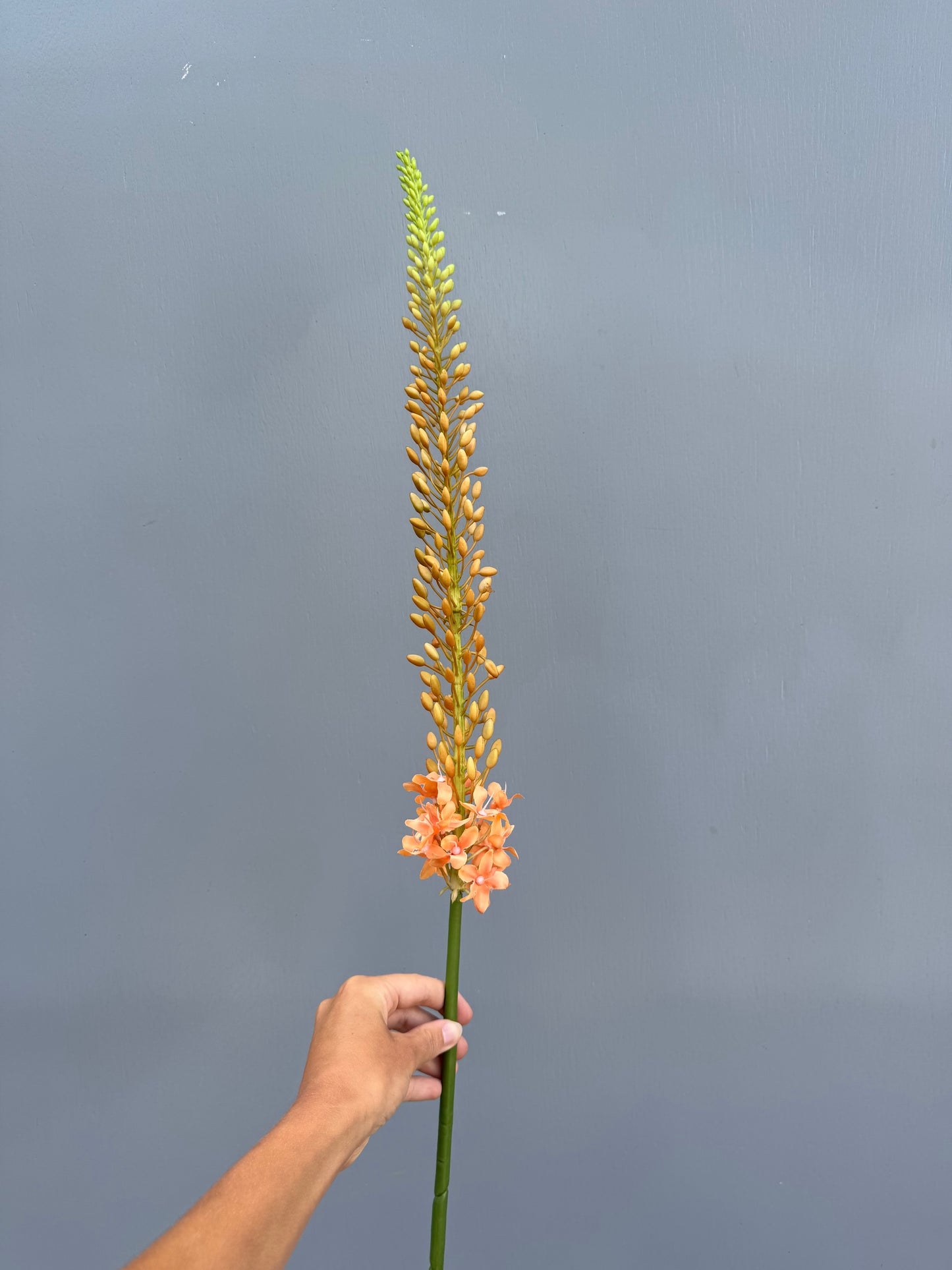 Eremurus oranje