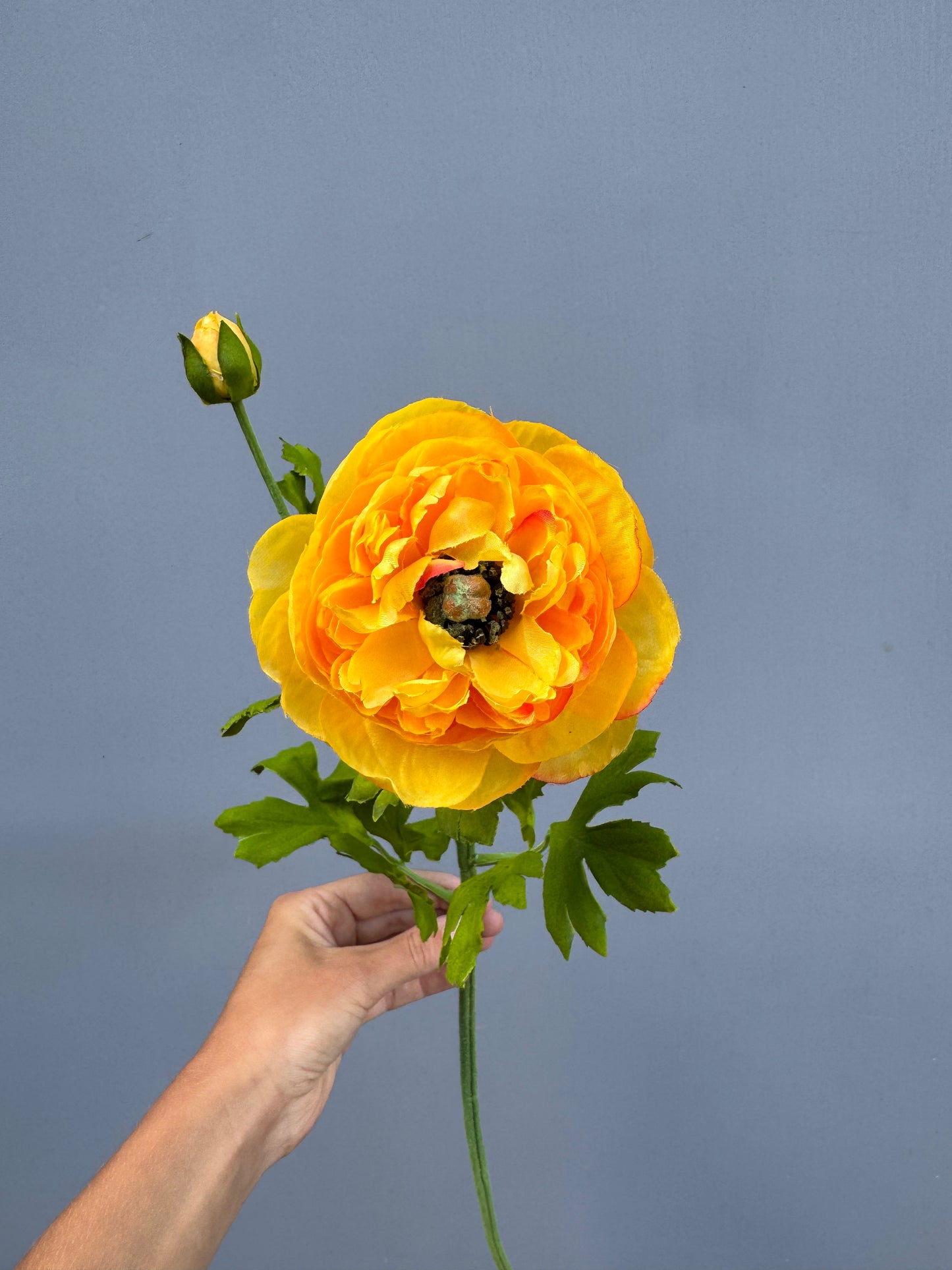 Ranonkel geel (Silk-ka)