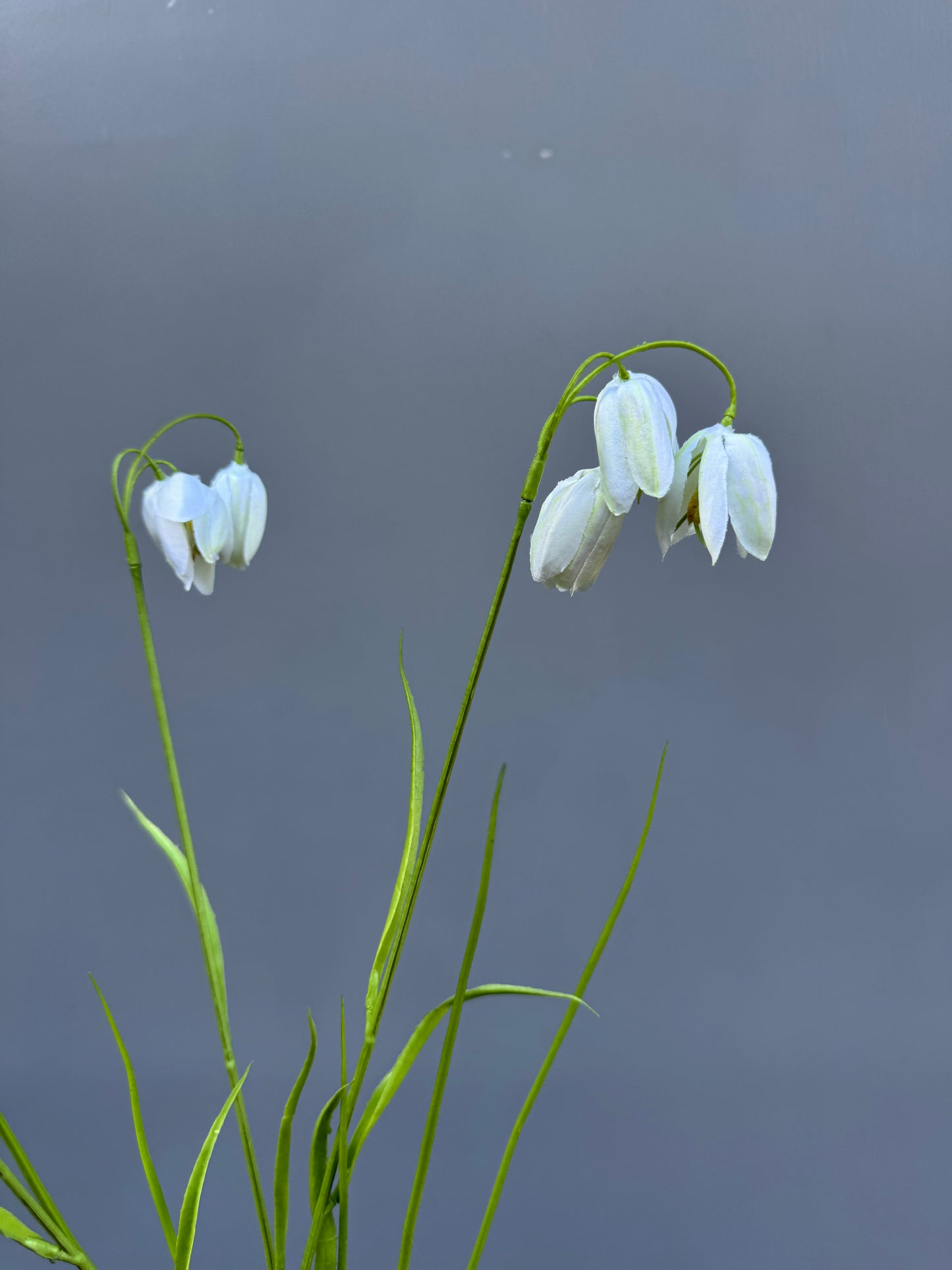 fritillaria wit (Silk-ka)