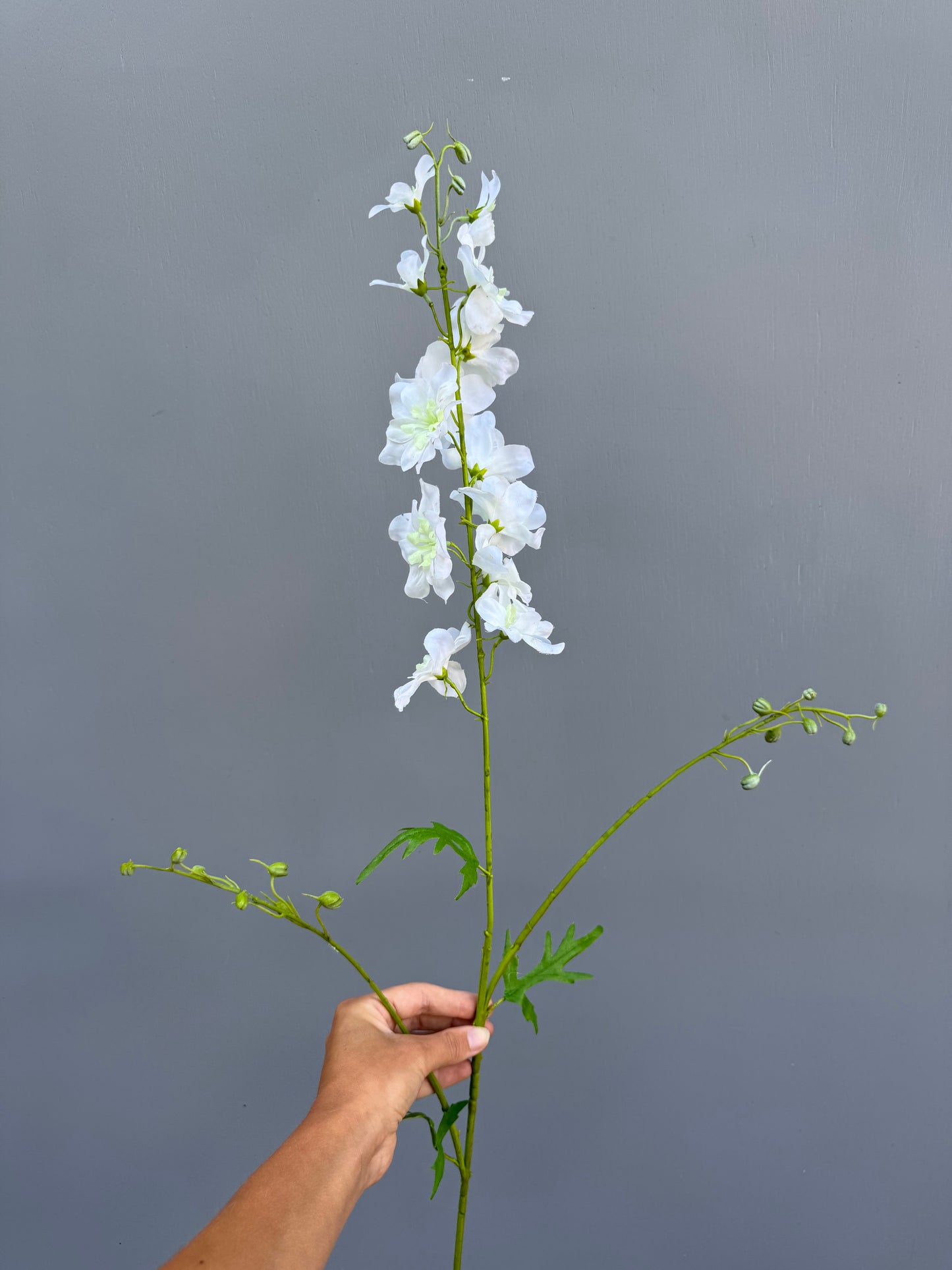 Delphinium wit (Silk-ka)