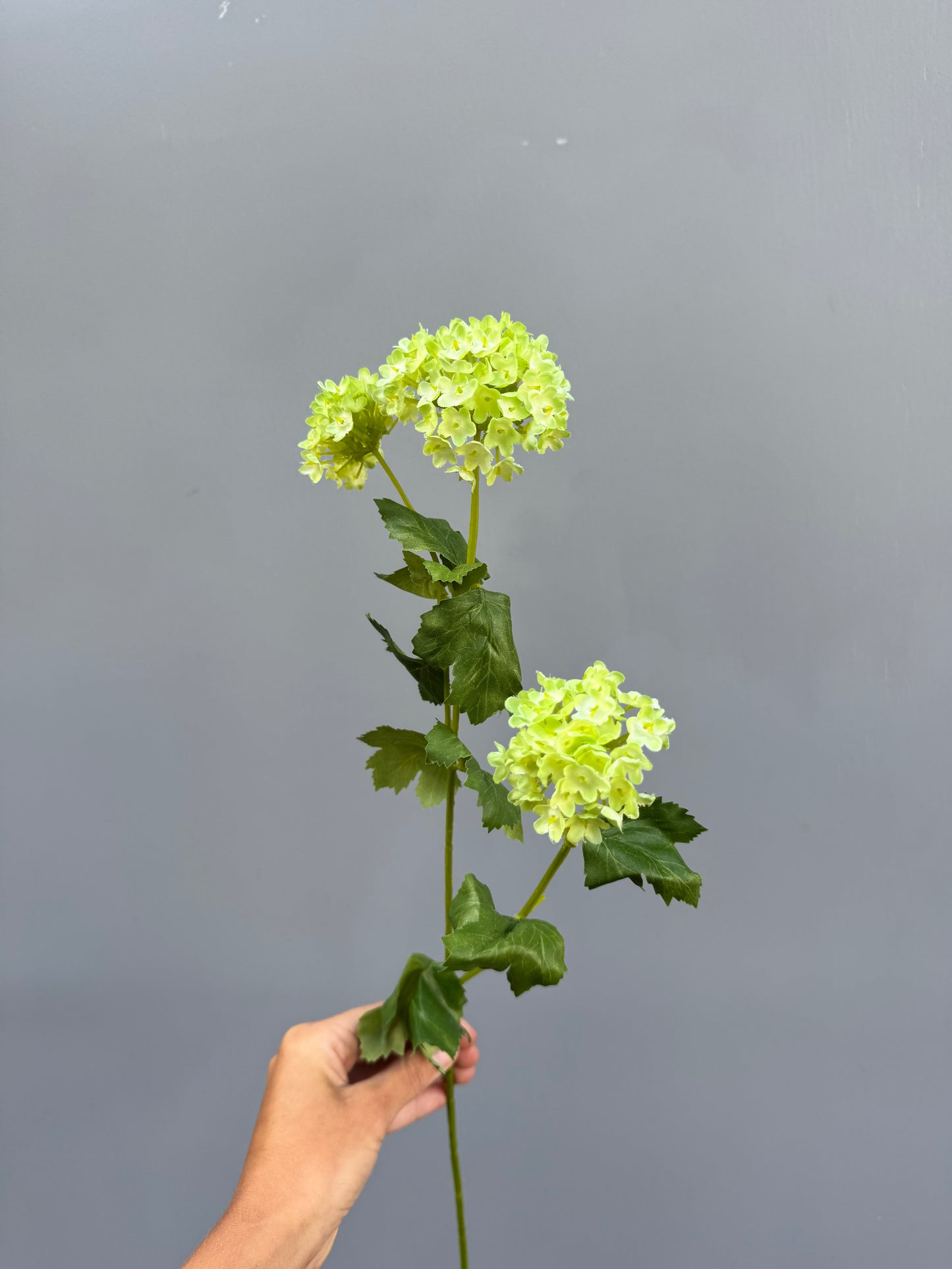 Viburnum (sneeuwbal)