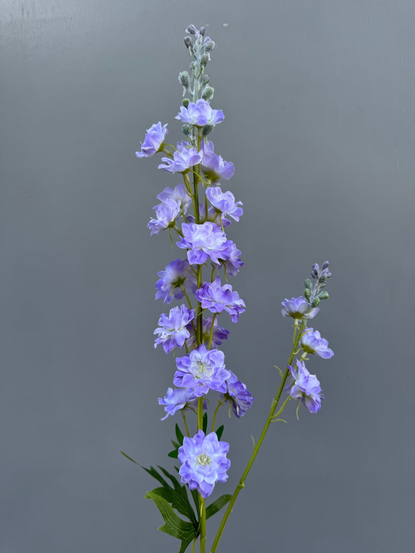 Delphinium lichtblauw