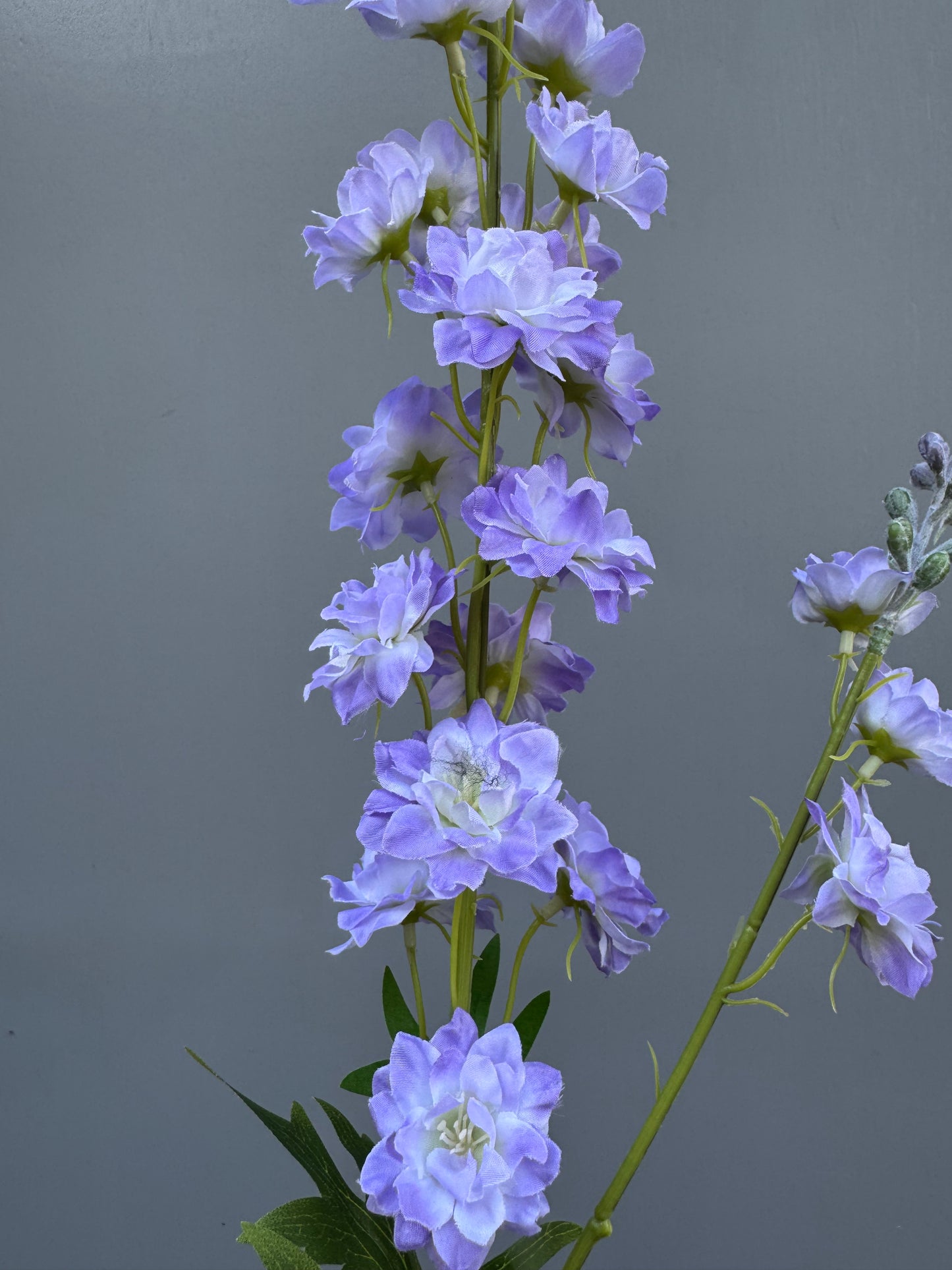 Delphinium lichtblauw