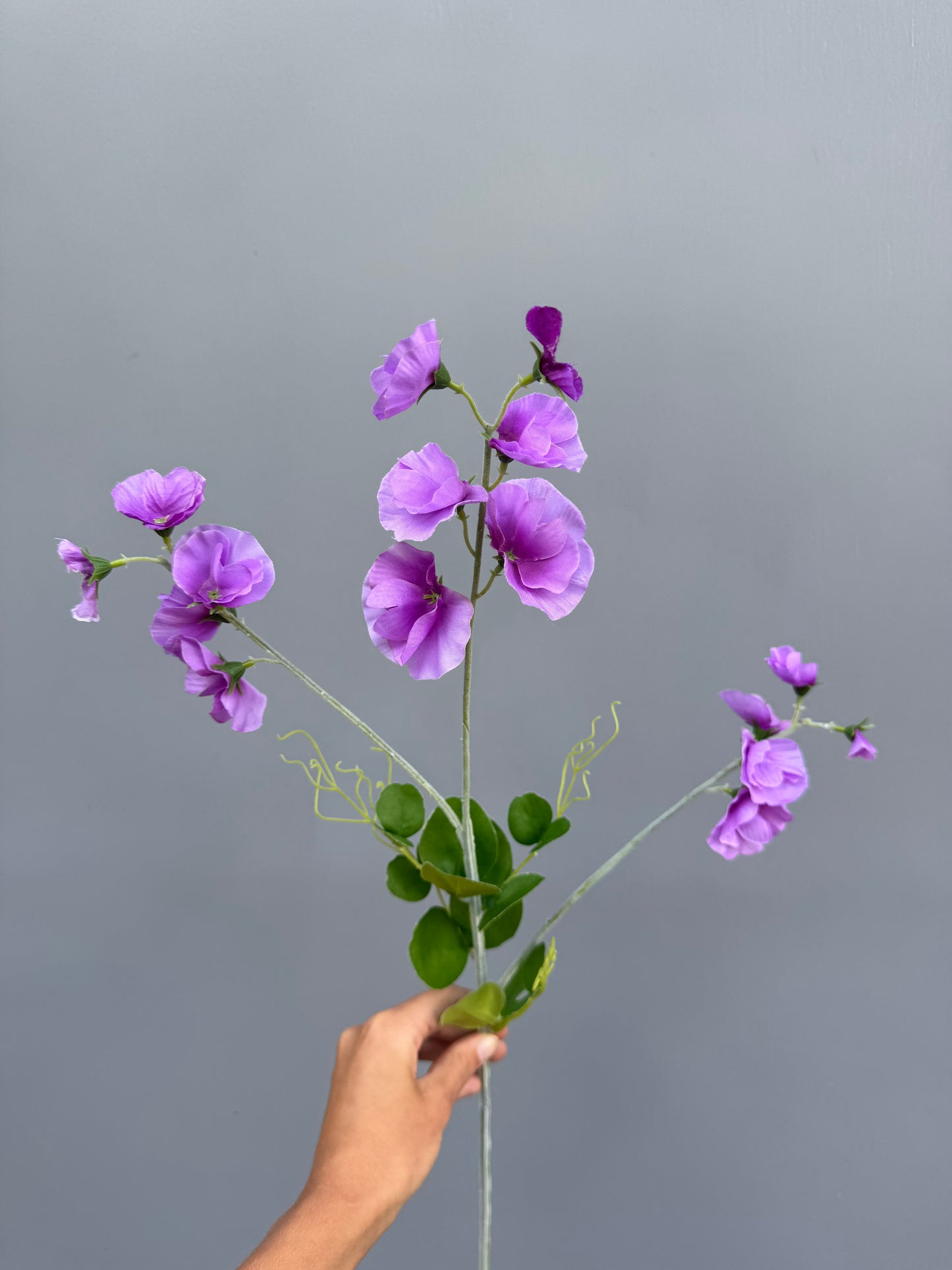 Lathyrus lichtpaars
