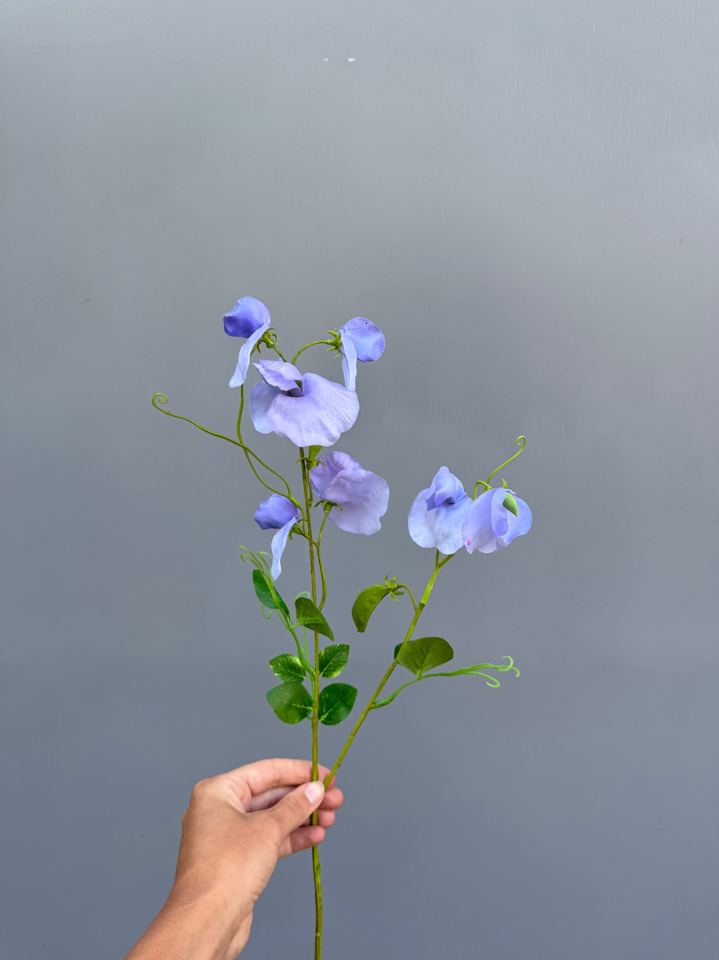 Lathyrus blauw (Silk-ka)
