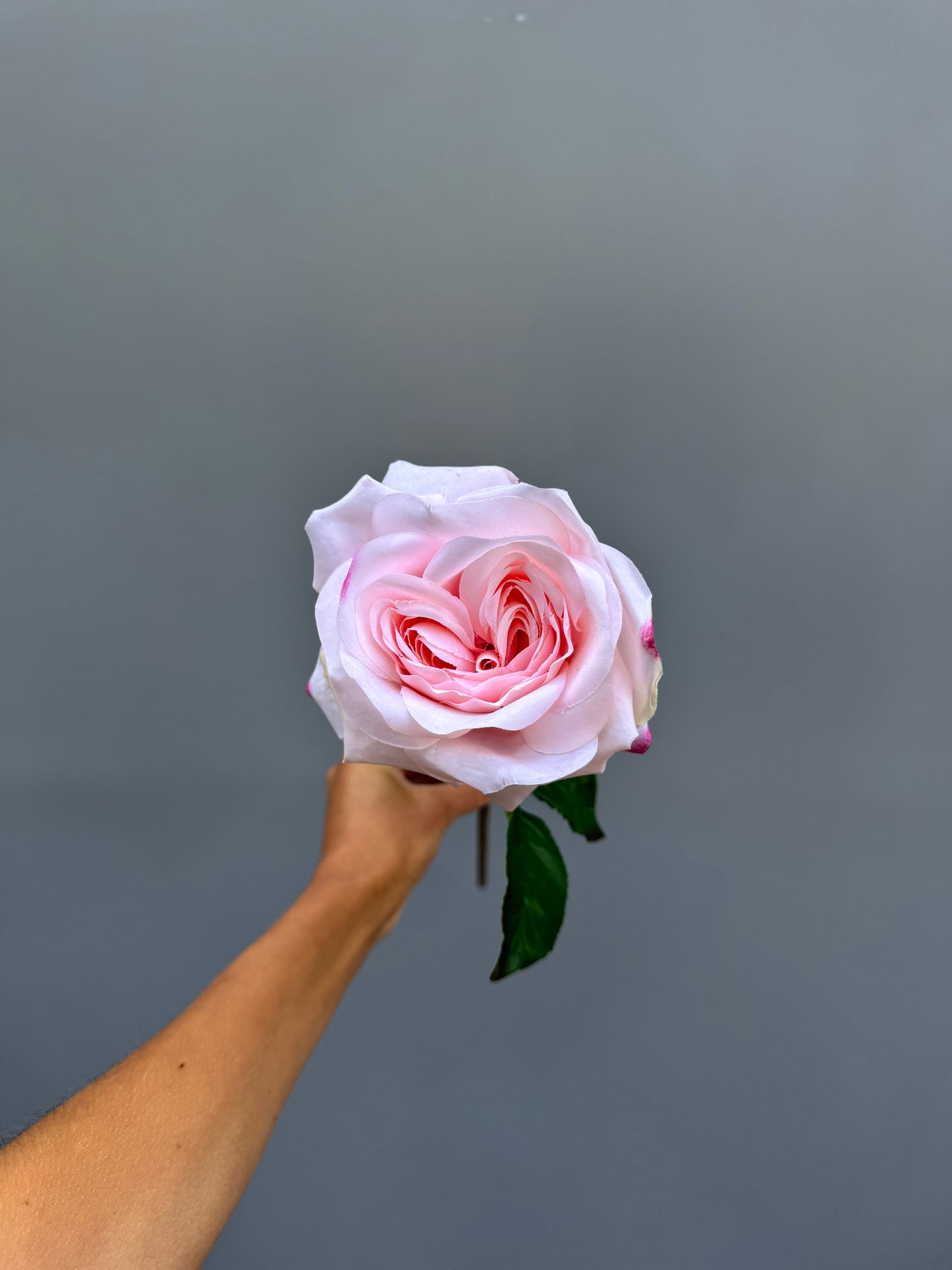 Roos roze (Real touch)