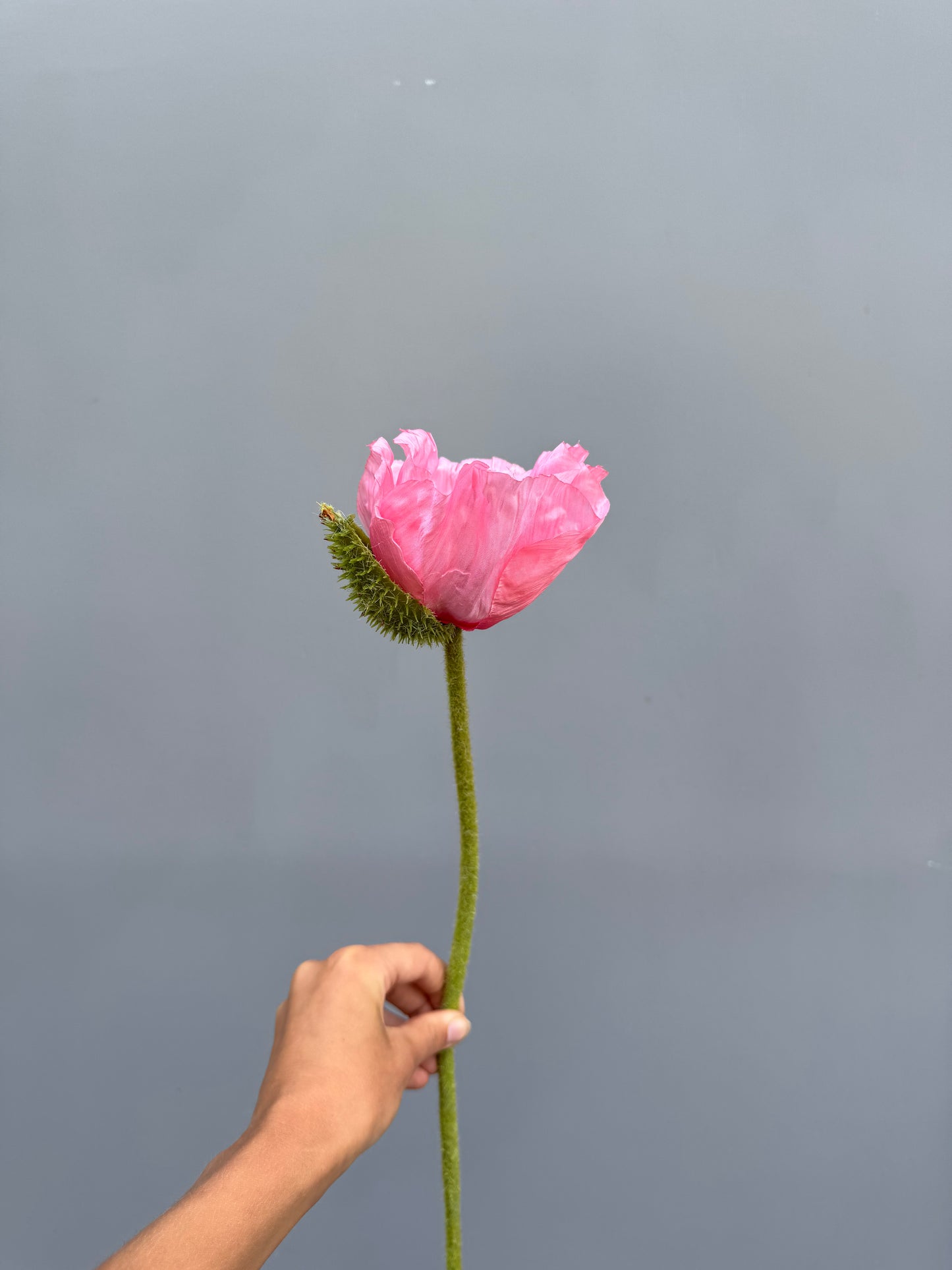 Klaproos roze