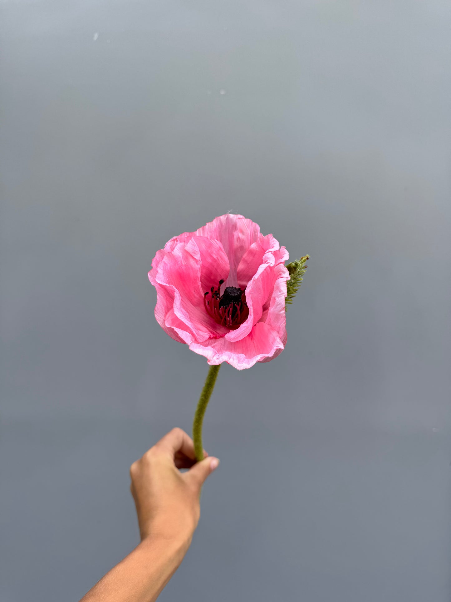 Klaproos roze
