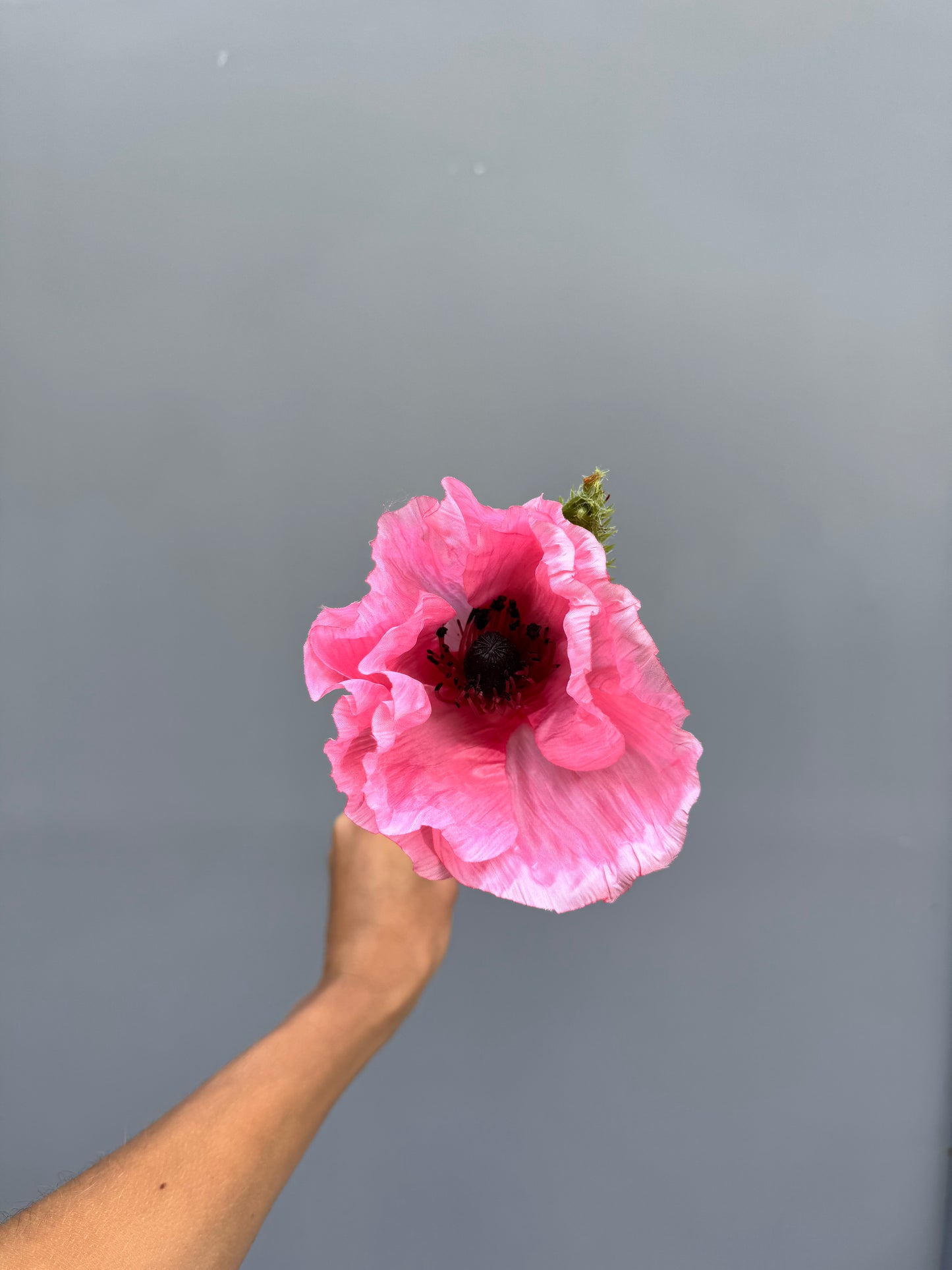 Klaproos roze