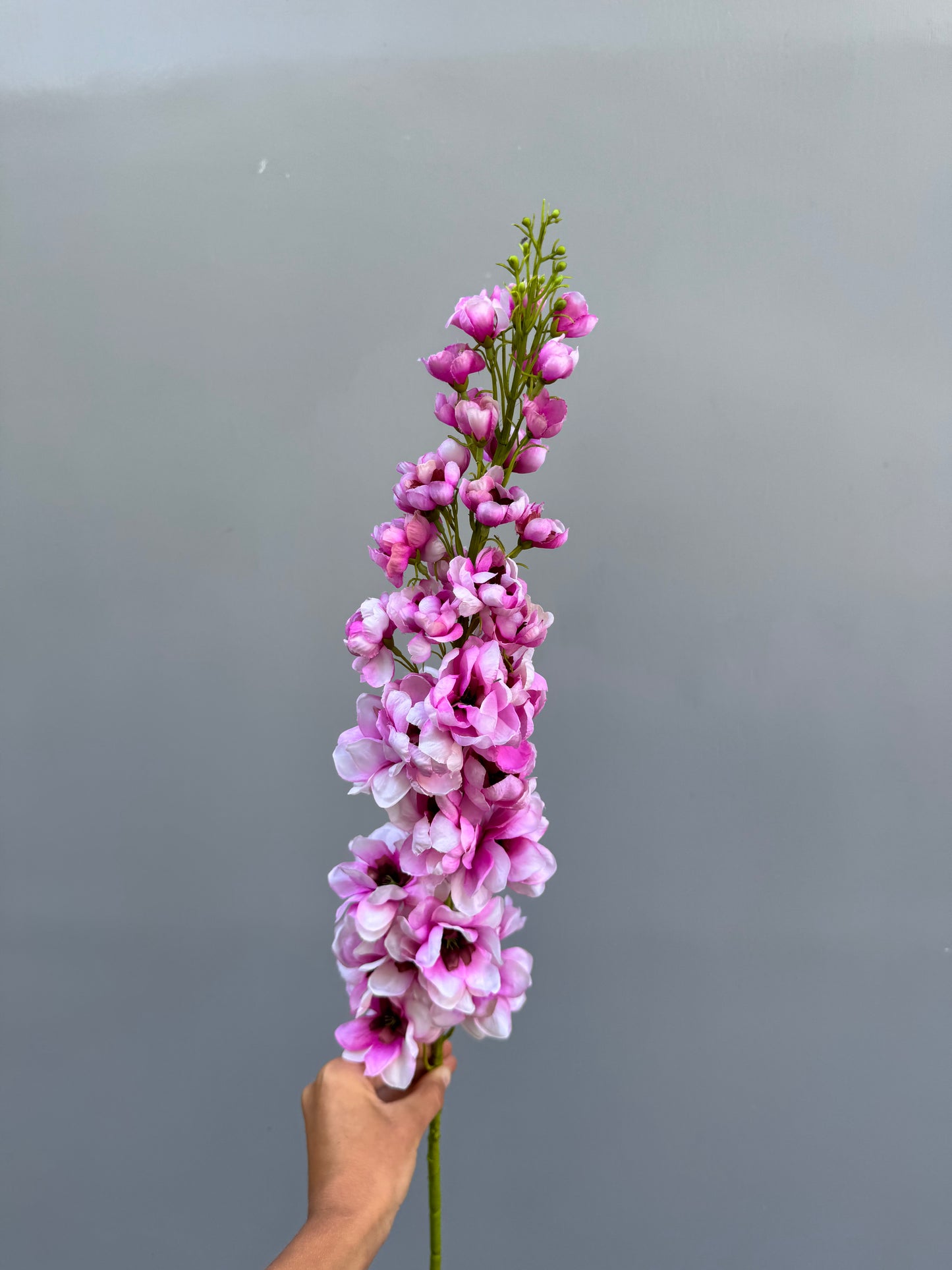 Delphinium roze (Silk-ka)