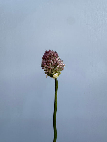 Allium
