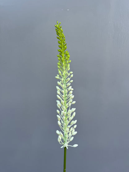 Eremurus wit