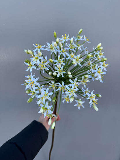 Grote allium wit