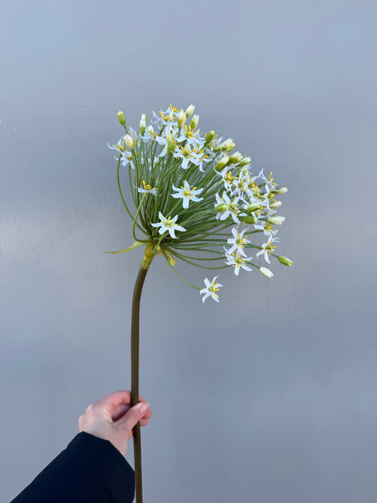 Grote allium wit