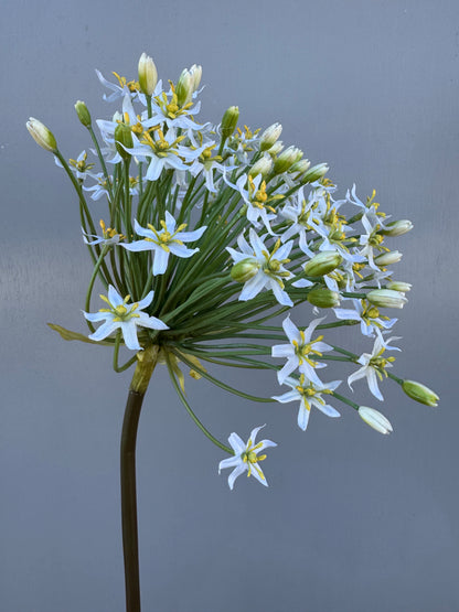 Grote allium wit