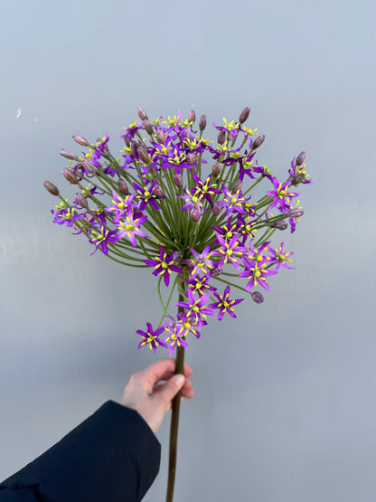 Grote allium paars