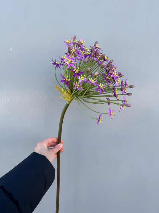 Grote allium paars