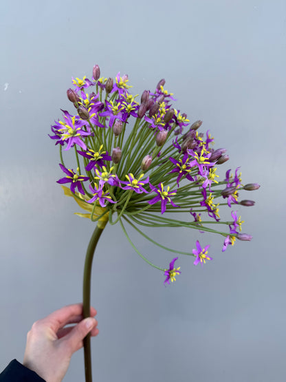 Grote allium paars