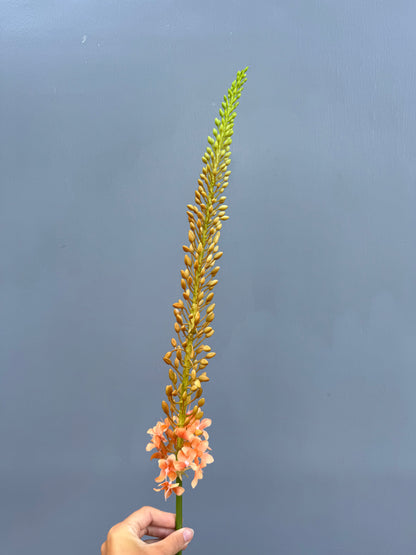 Eremurus oranje