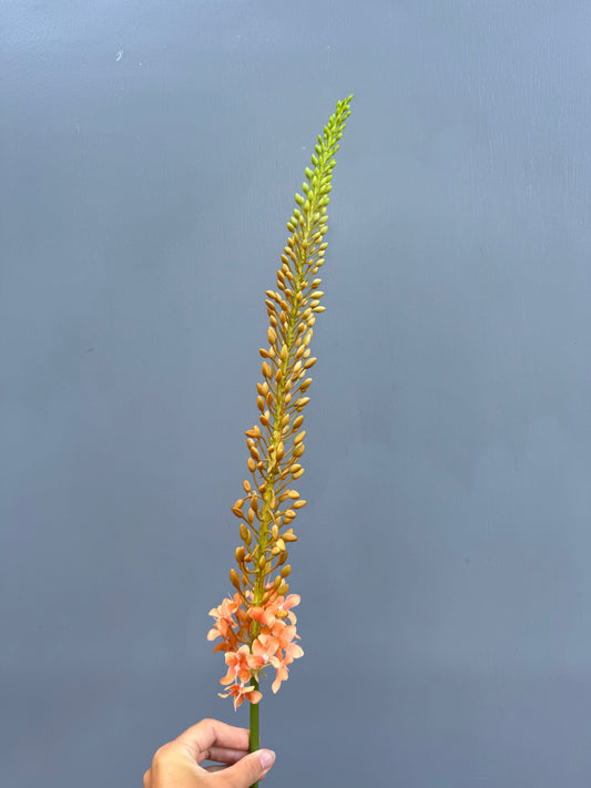 Eremurus oranje