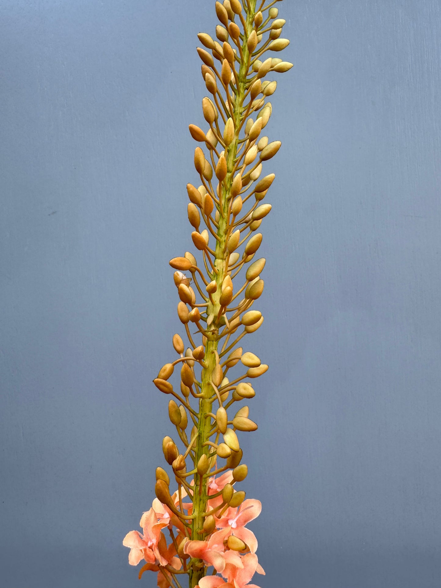 Eremurus oranje