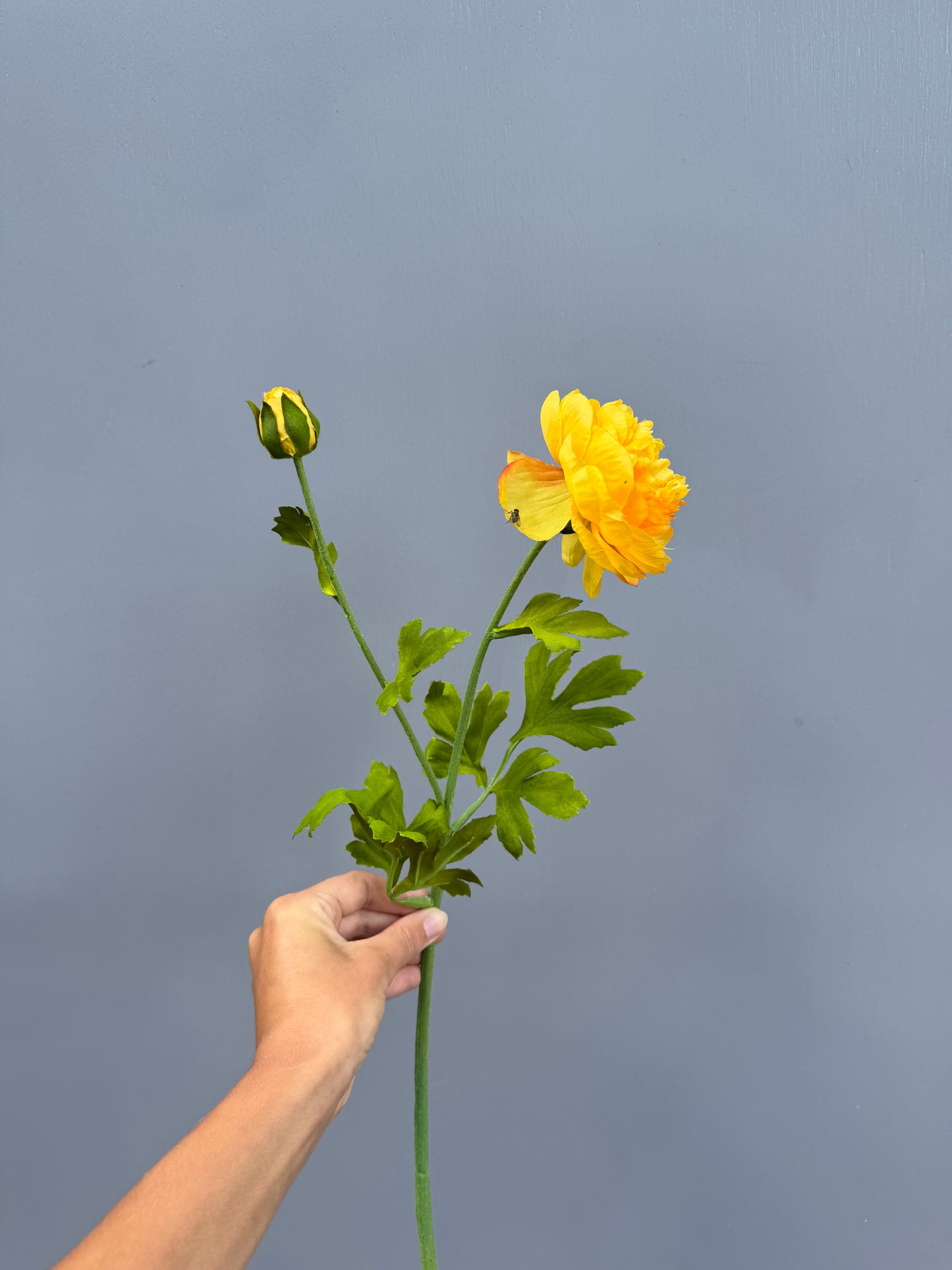 Ranonkel geel (Silk-ka)