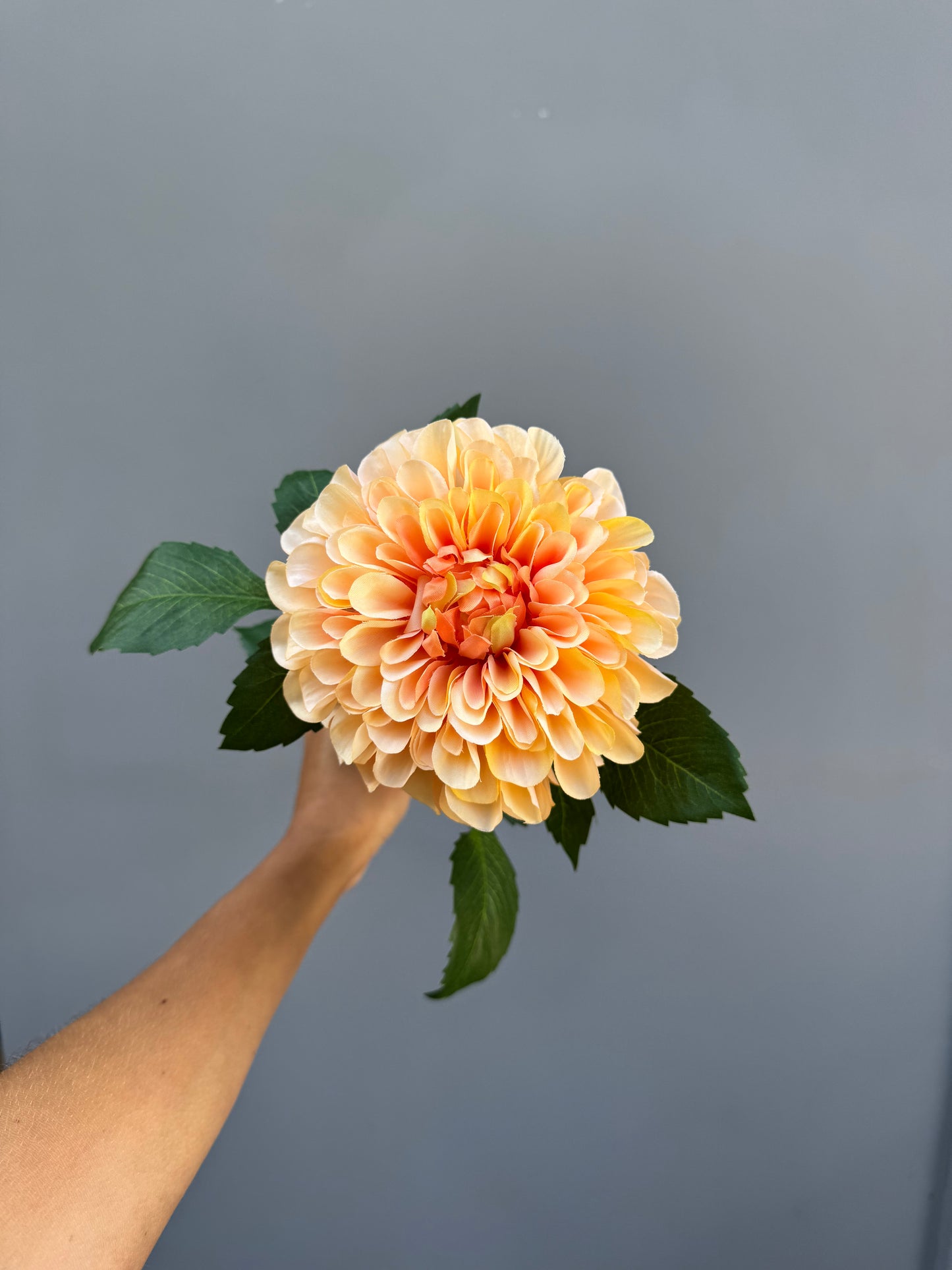 Dahlia peach