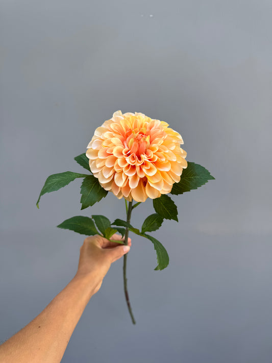 Dahlia peach