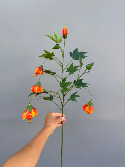 Abutilon oranje