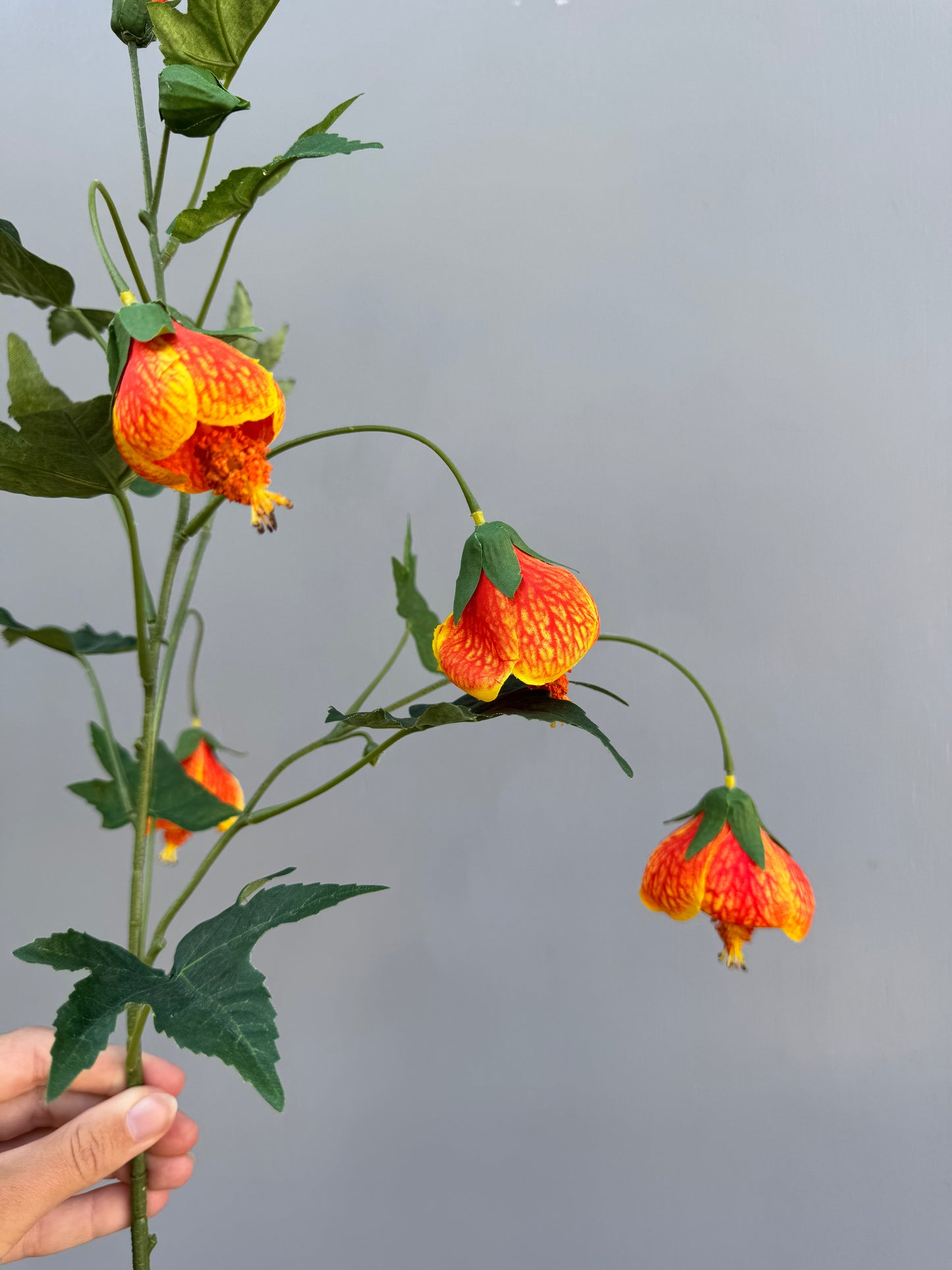 Abutilon oranje