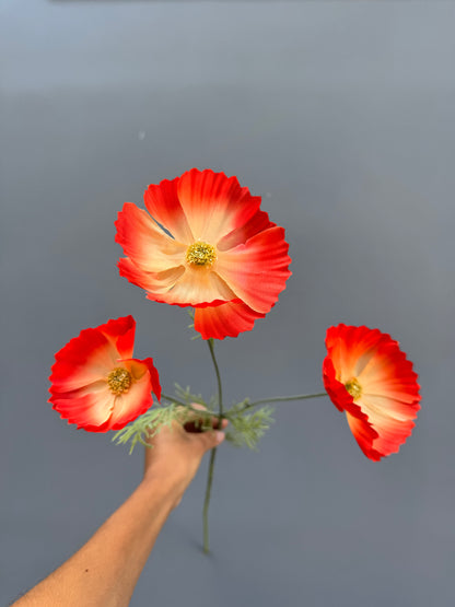 Cosmos oranje/rood