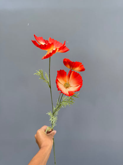 Cosmos oranje/rood