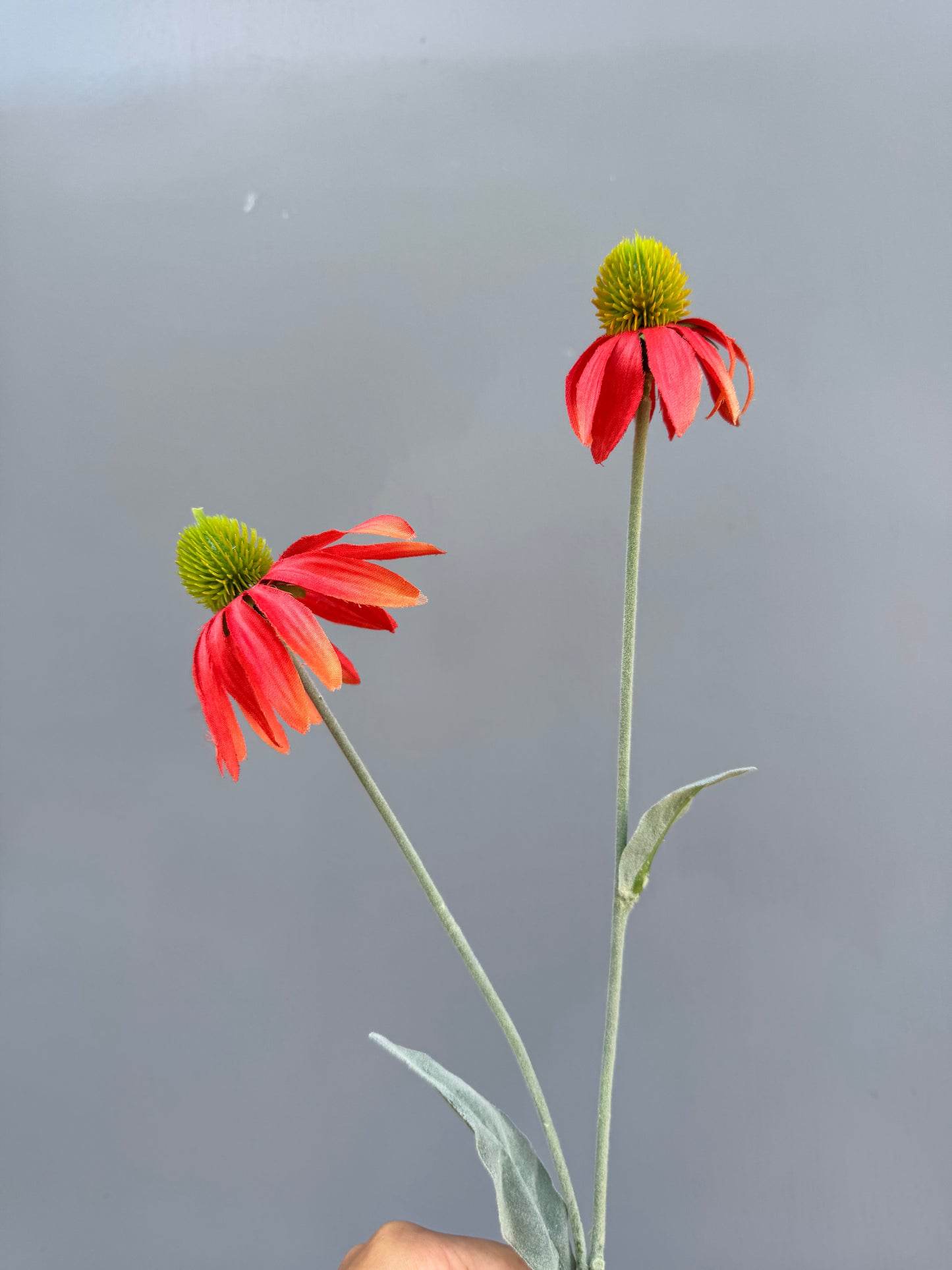 Zonnehoed oranje/rood