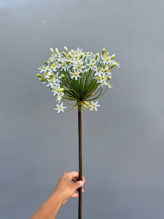 Mega allium wit