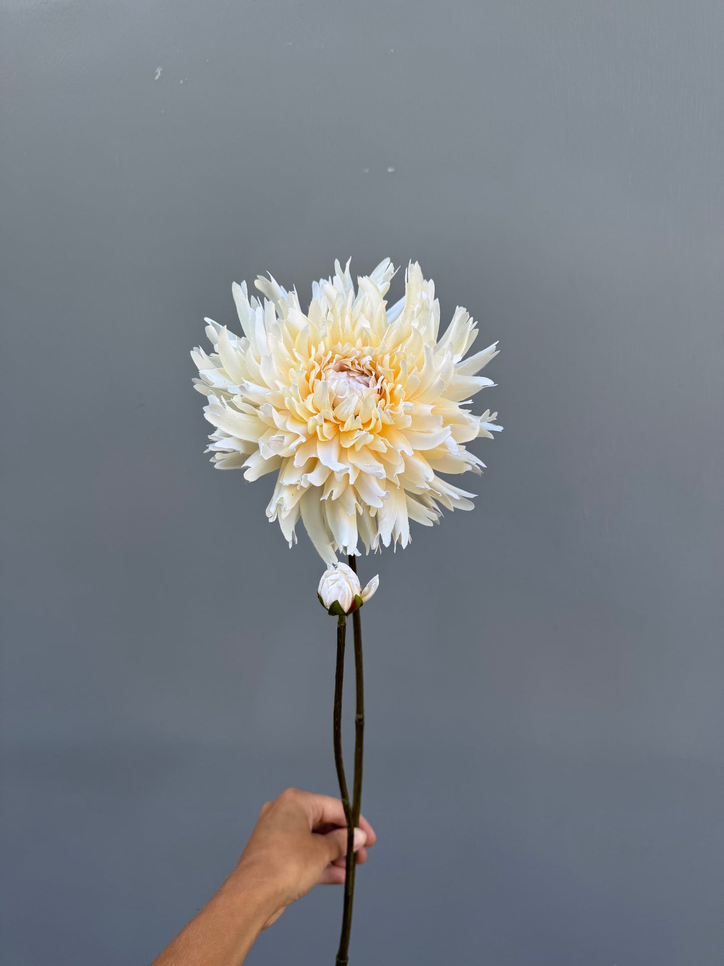 Chrysant creme (Silk-ka)