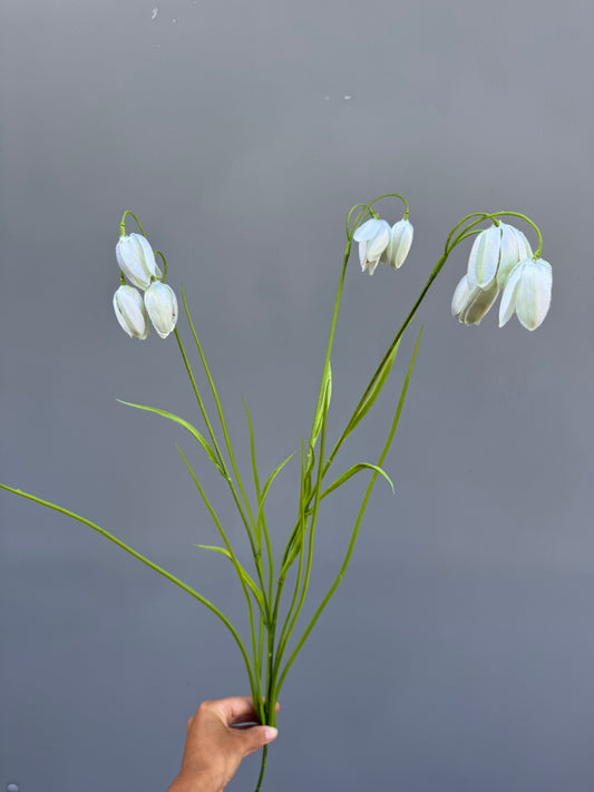fritillaria wit (Silk-ka)