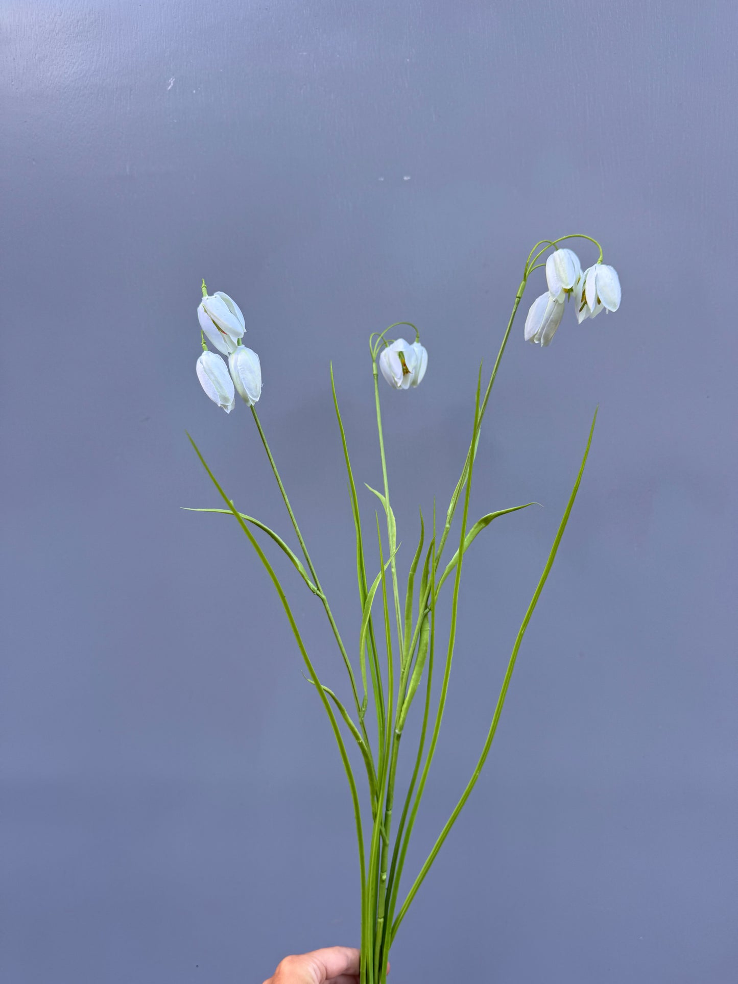 fritillaria wit (Silk-ka)