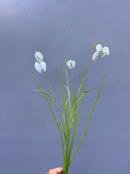 fritillaria wit (Silk-ka)