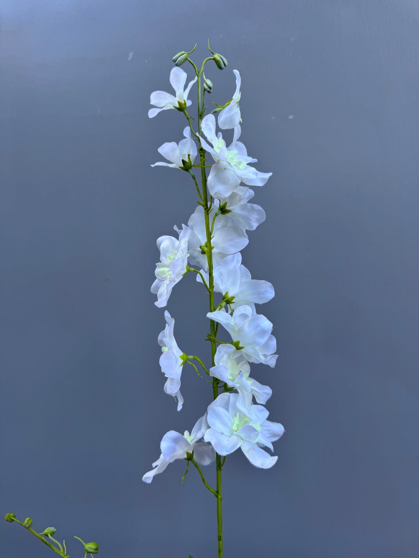 Delphinium wit (Silk-ka)