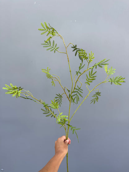 Mimosa blad (Silk-ka)