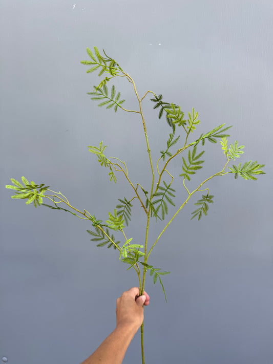 Mimosa blad (Silk-ka)