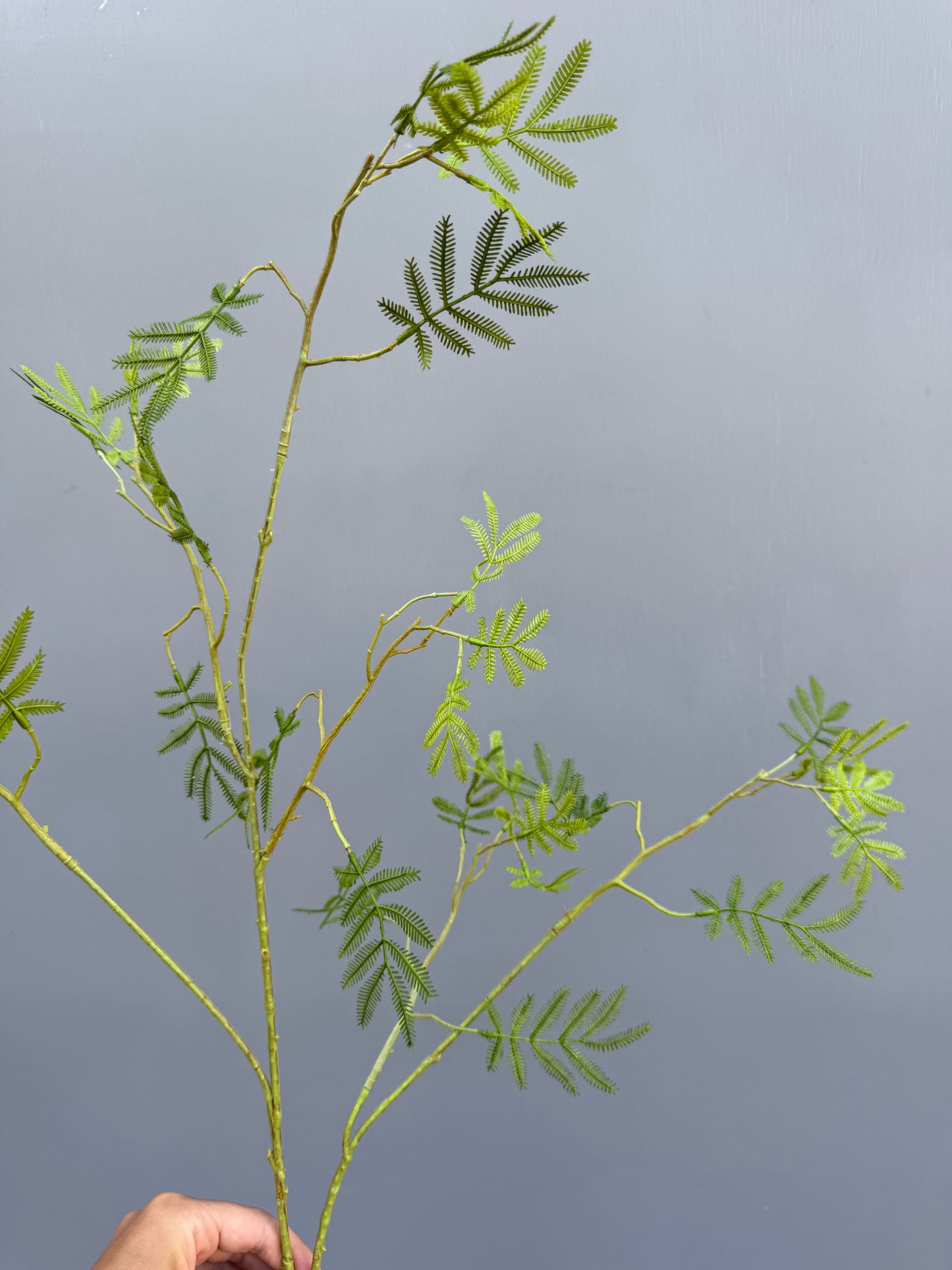 Mimosa blad (Silk-ka)