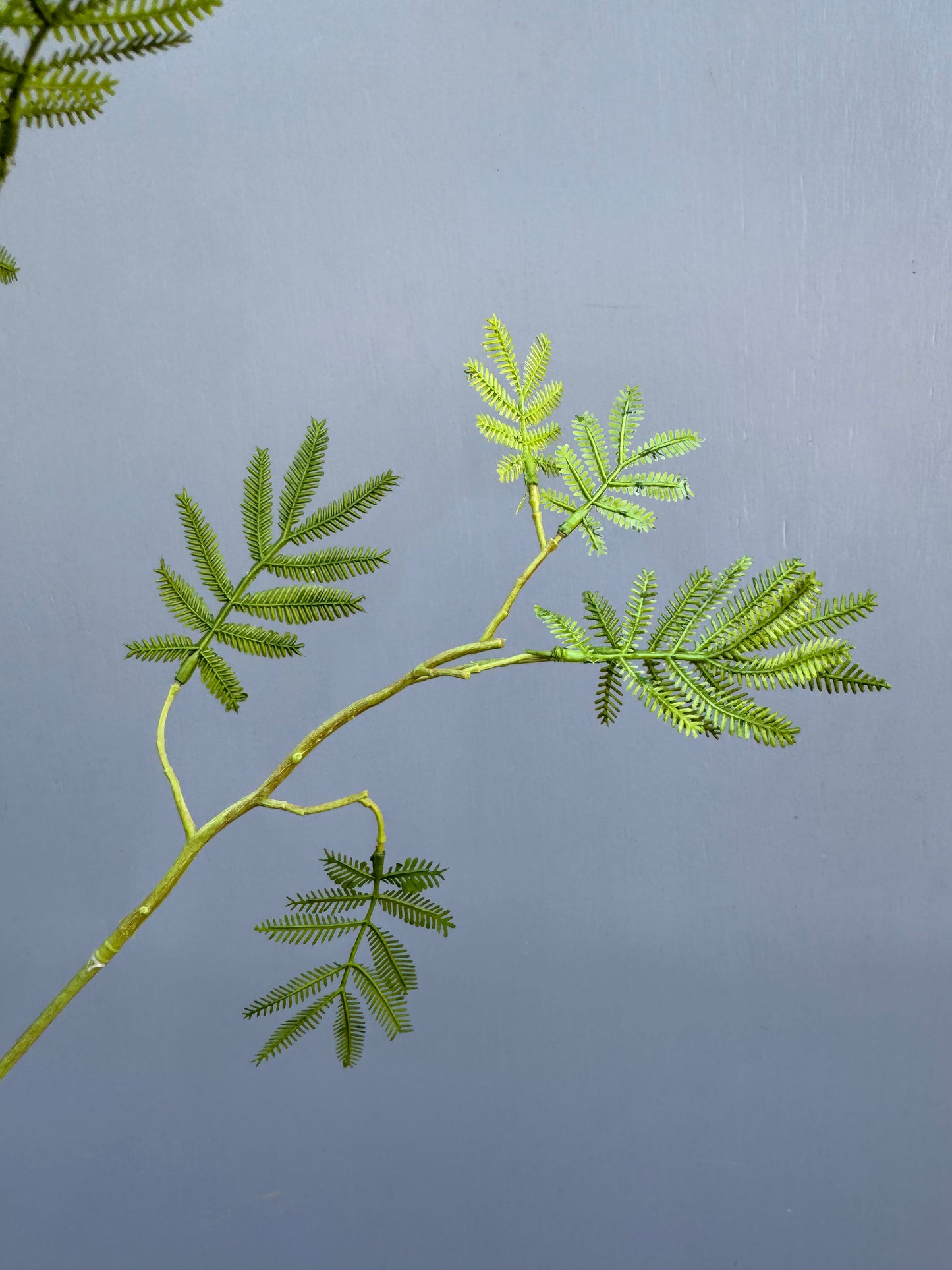 Mimosa blad (Silk-ka)