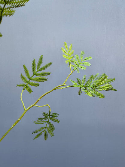 Mimosa blad (Silk-ka)